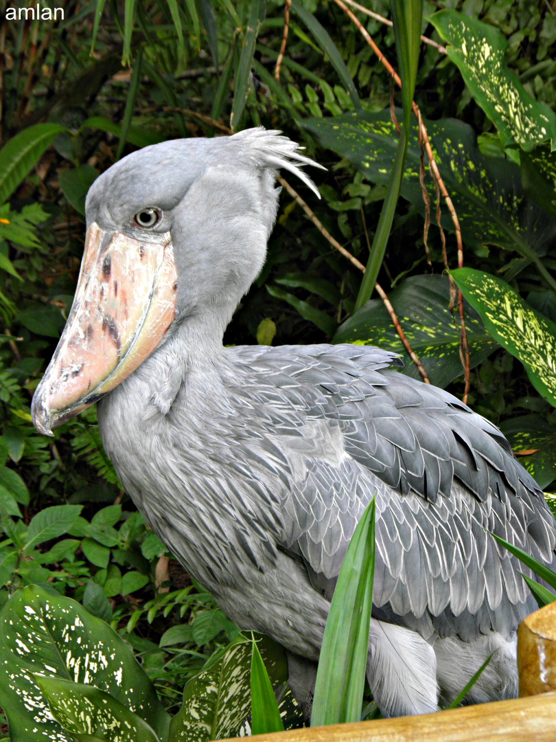 SHOEBILL