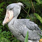 SHOEBILL