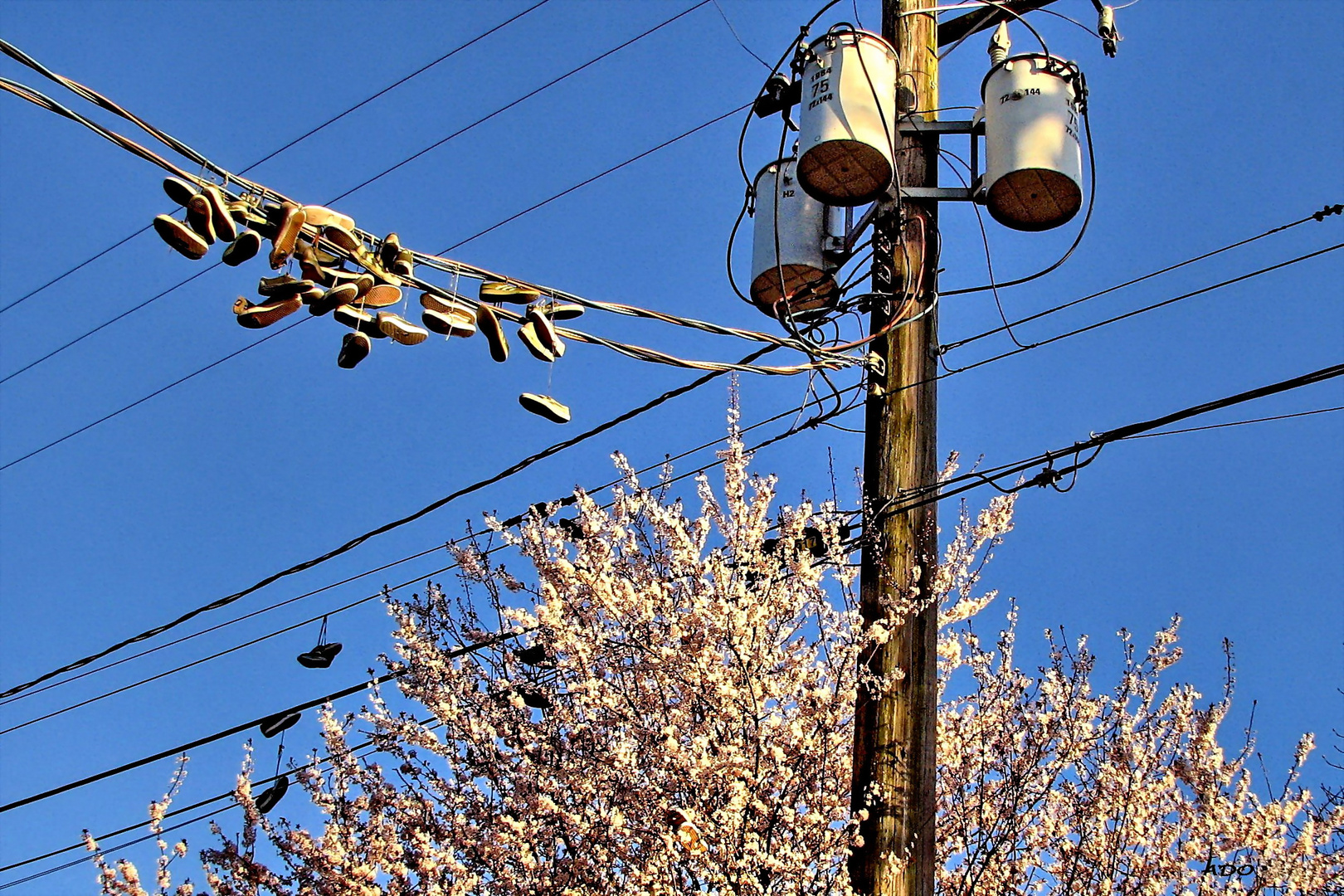 Shoes on the Wire