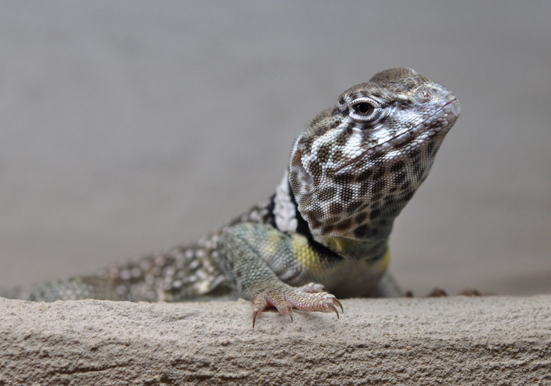 Shoot in a terrarium