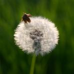 Shoot some dandelions