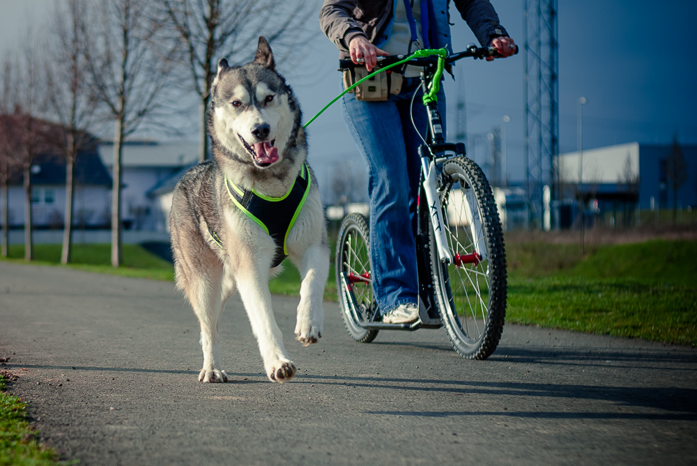 Shooting beim Dogscooting