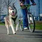 Shooting beim Dogscooting