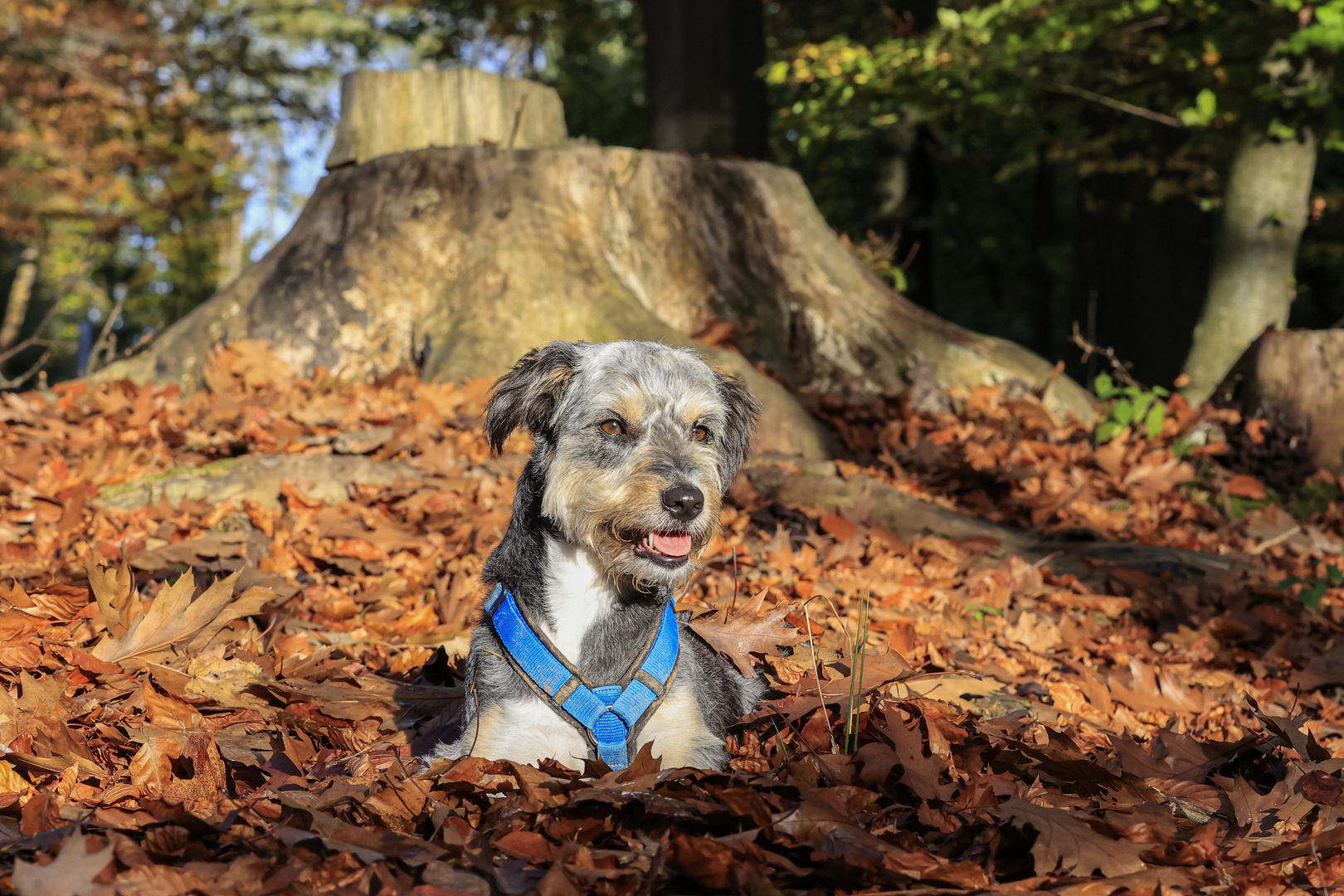 Shooting im Herbstwald