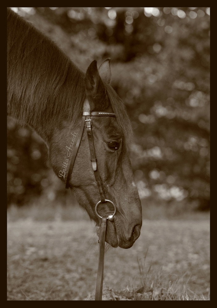 Shooting im Wald