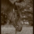 Shooting im Wald