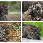 "Shooting-Katze"