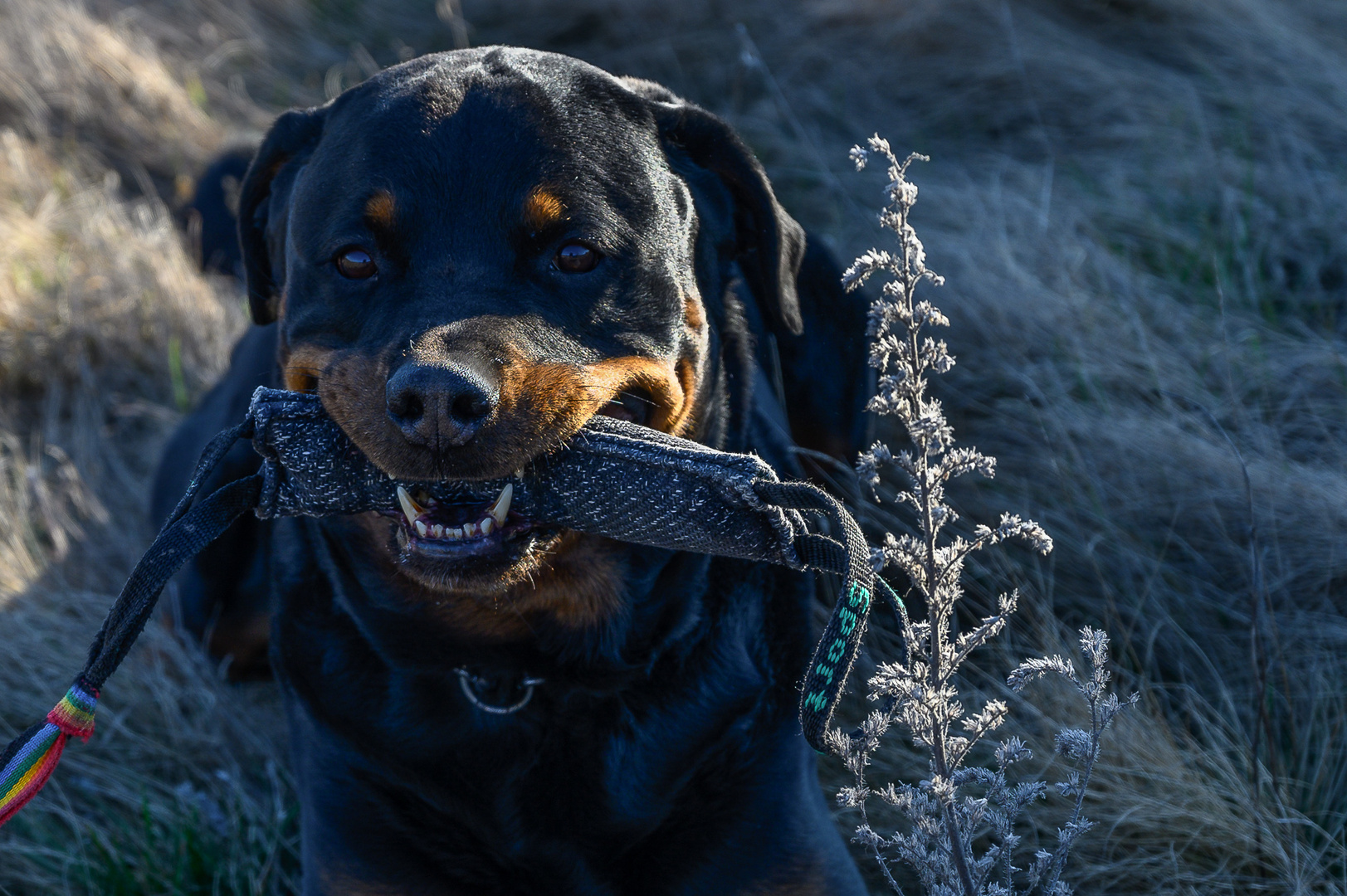 Shooting mit Baxter II