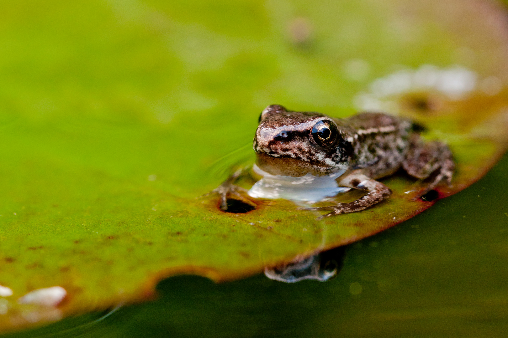 Shooting mit dem Frosch