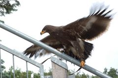 Shooting mit dem Steppenadler (10)