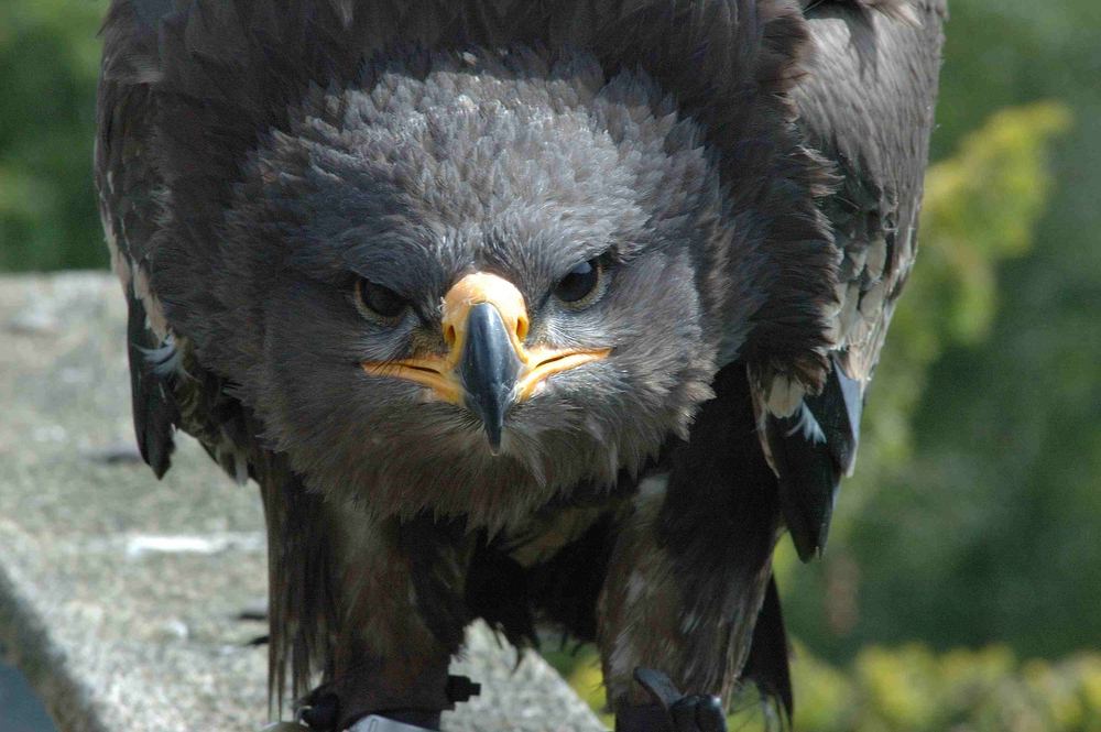 Shooting mit dem Steppenadler (2)