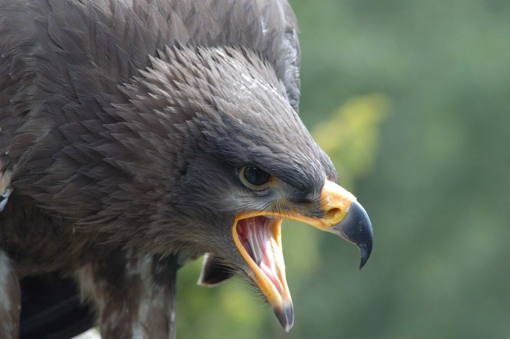 Shooting mit dem Steppenadler (4)