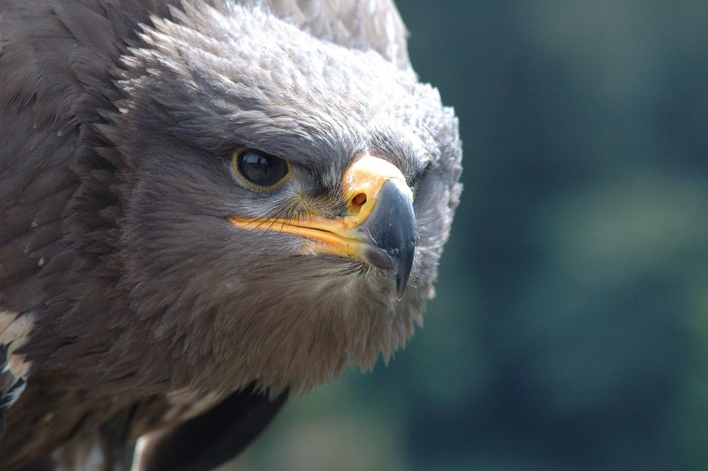 Shooting mit dem Steppenadler (5)