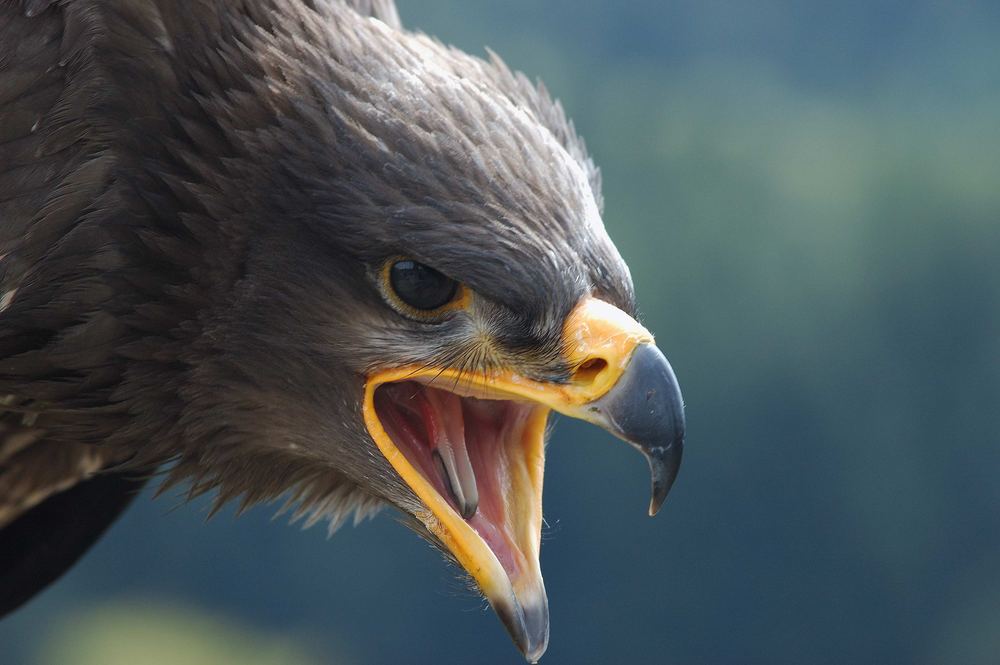 Shooting mit dem Steppenadler (6)