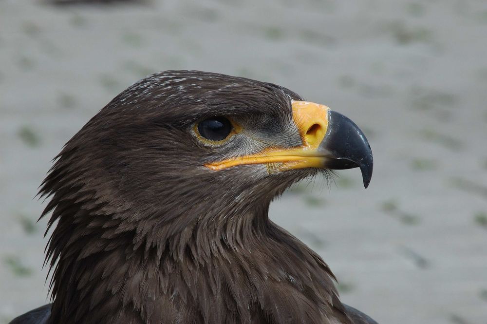 Shooting mit dem Steppenadler (8)