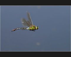 Shooting mit Königslibellenweibchen