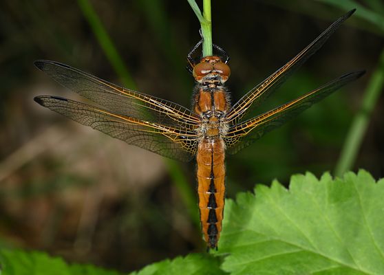 SHOOTING MIT MADAME LIBELLULA FULVA