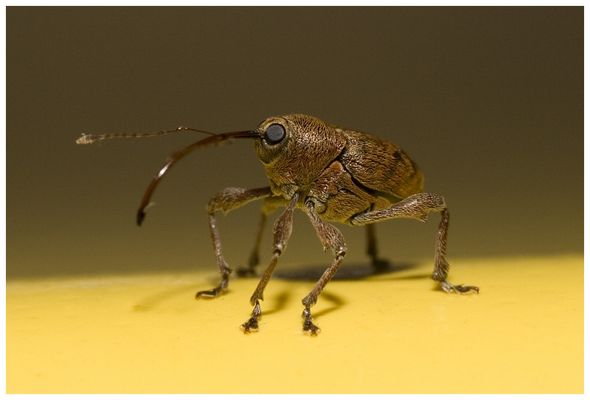 Shooting mit Rüssli