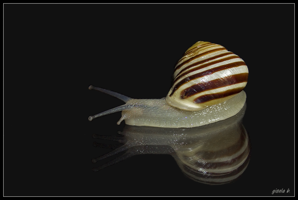 Shooting mit Schnecke *1*