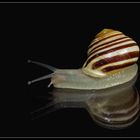 Shooting mit Schnecke *1*