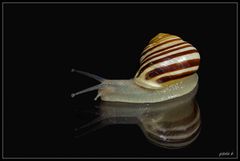 Shooting mit Schnecke *1*