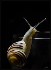 Shooting mit Schnecke *2*