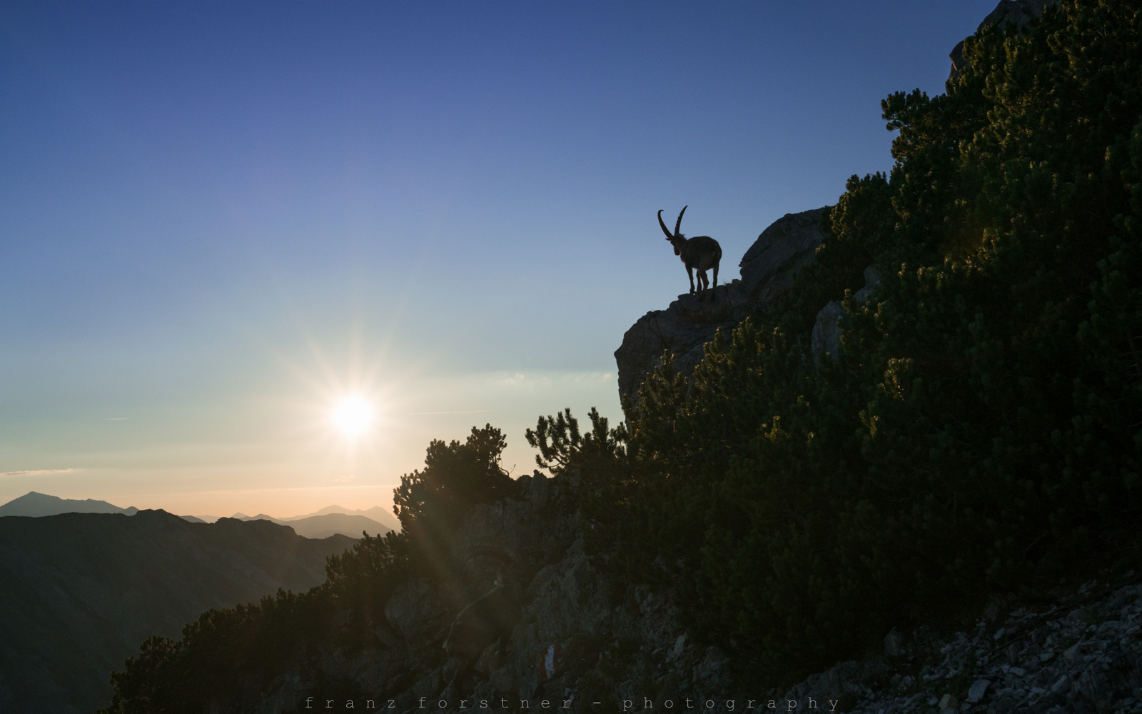 Shooting mit Steinbock