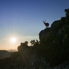 Shooting mit Steinbock