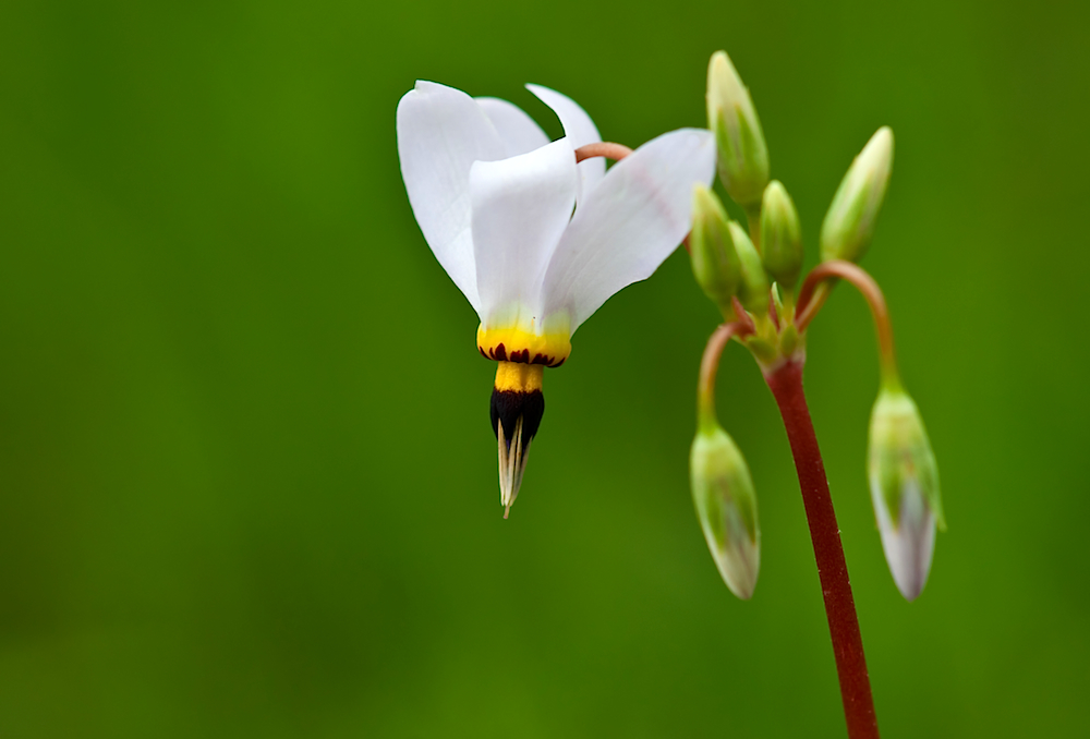 Shooting Star (Dodecatheon meadia)