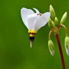 Shooting Star (Dodecatheon meadia)