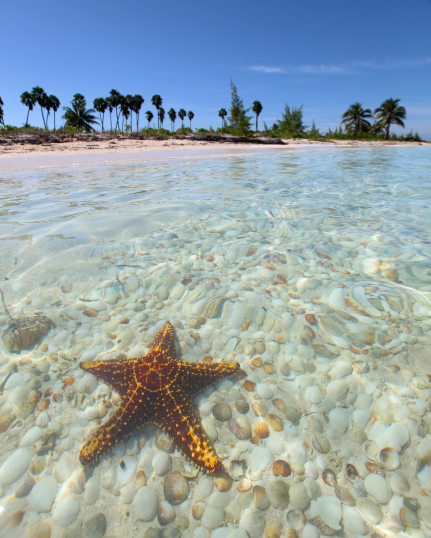 Shooting STAR Grand Cayman