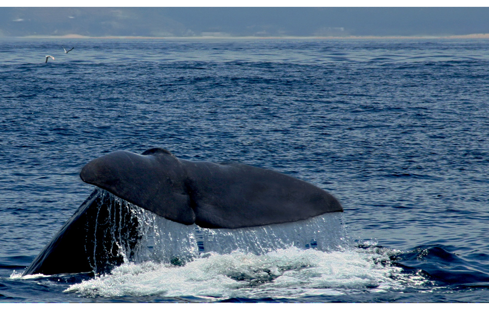 *SHOOTING WHALES WITH CAMERAS* Imagen & Foto europe, gibraltar, spain