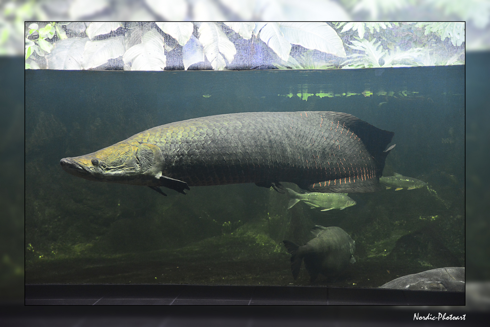 Shooting with Arapaima II