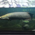 Shooting with Arapaima II