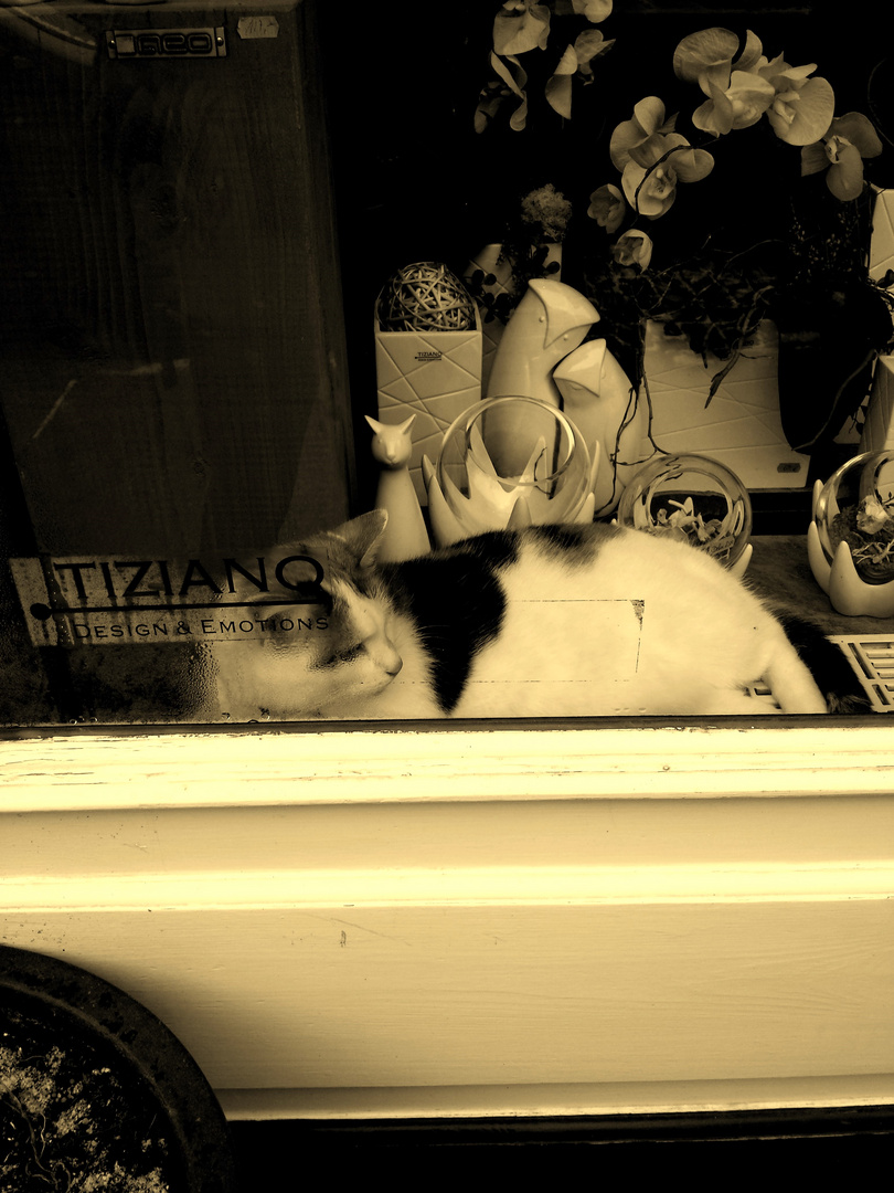 ...Shopping Cat....