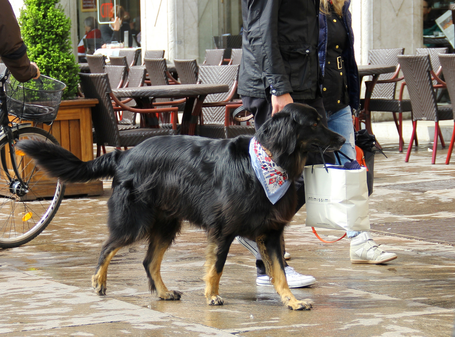 shopping dog