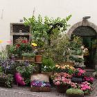 Shopping Oldschool, Blumenladen in Bozen