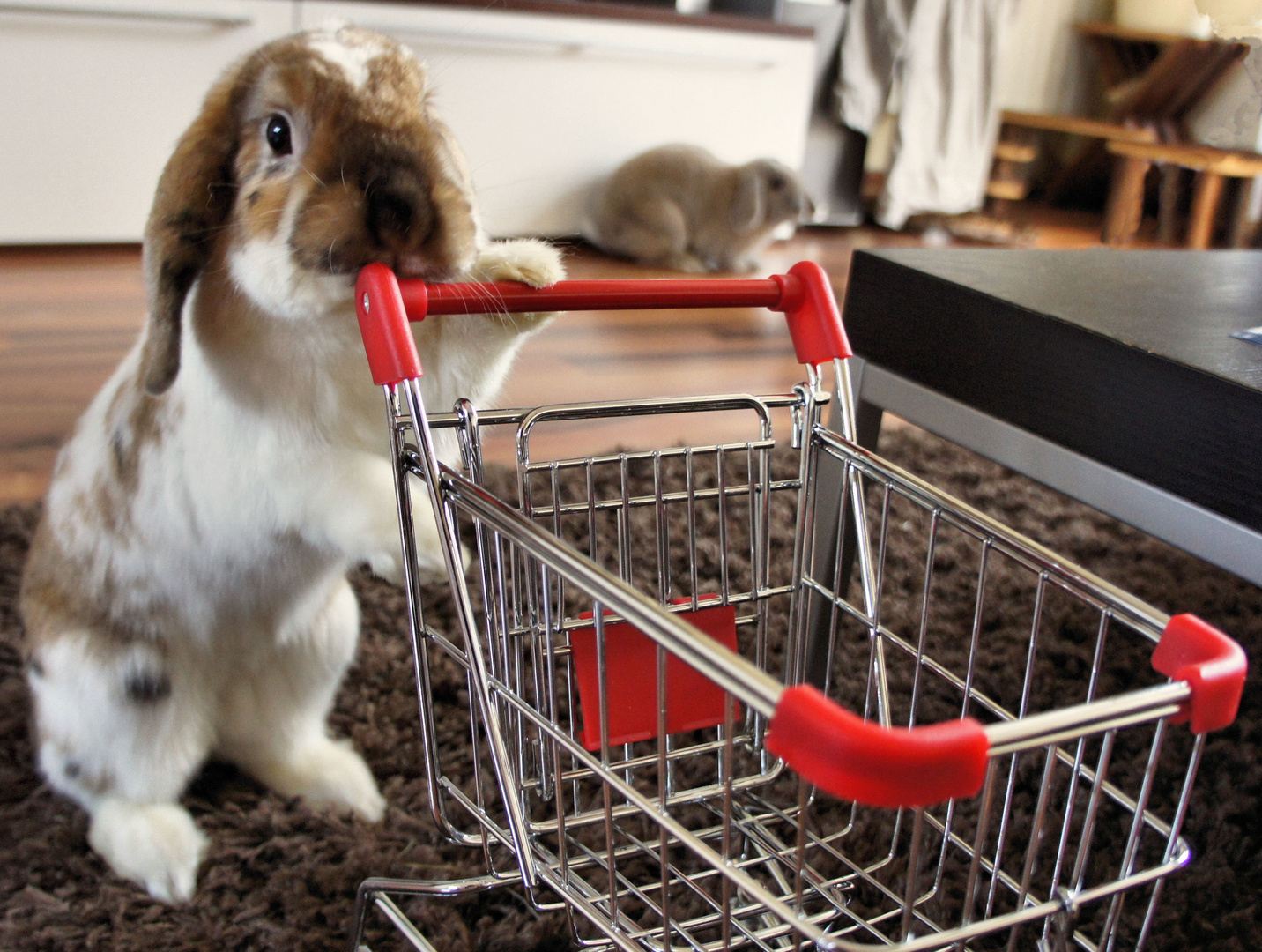 Shopping Rabbit