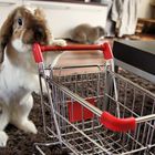 Shopping Rabbit