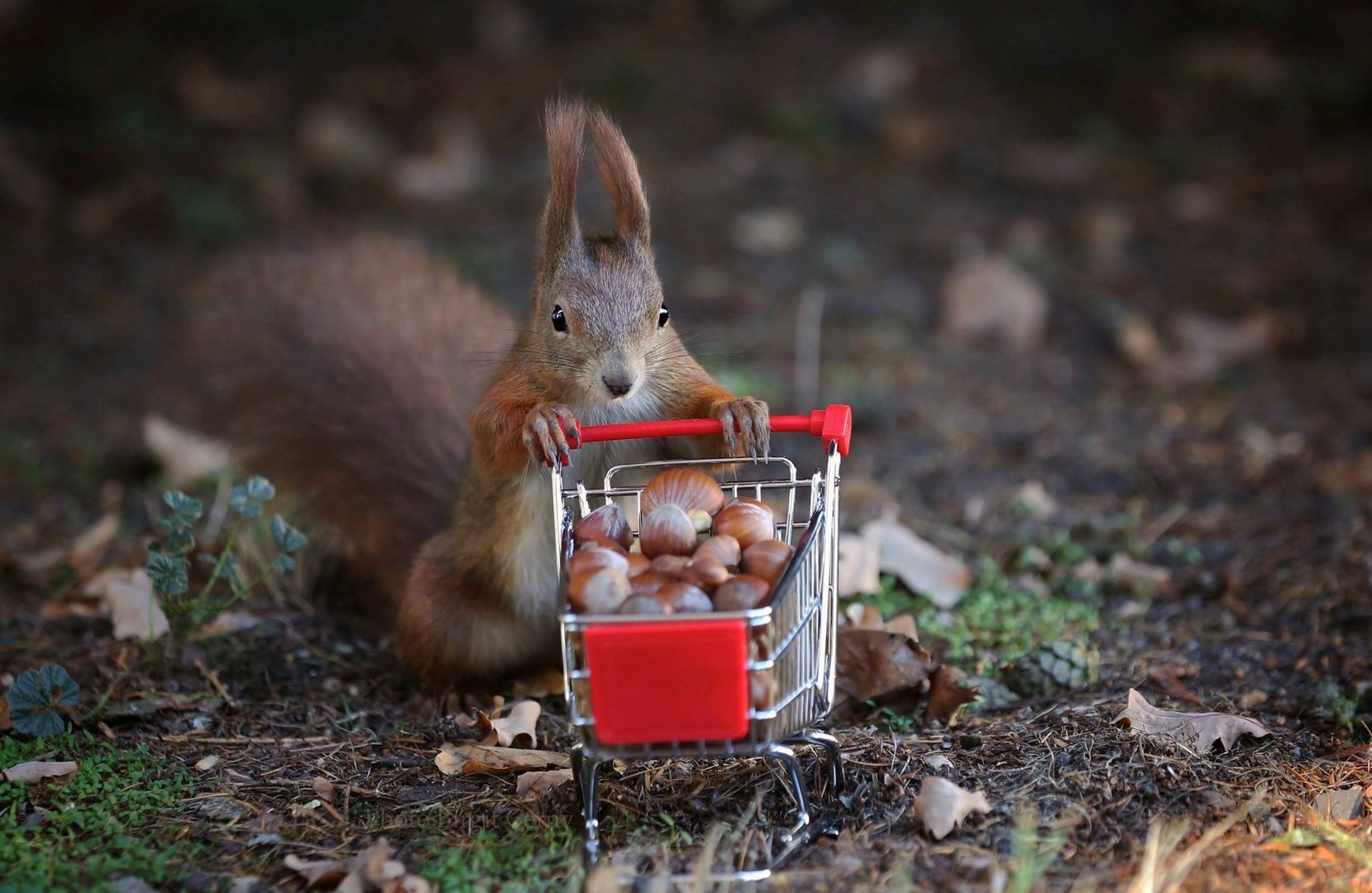 Shoppinghörnchen