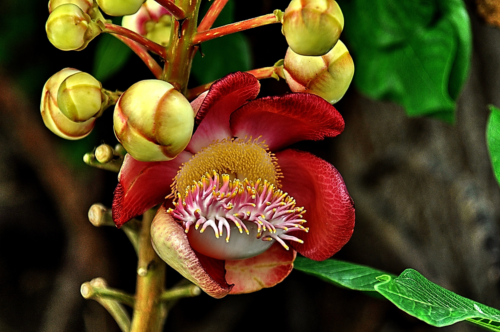 shorea robusta (salbaum)