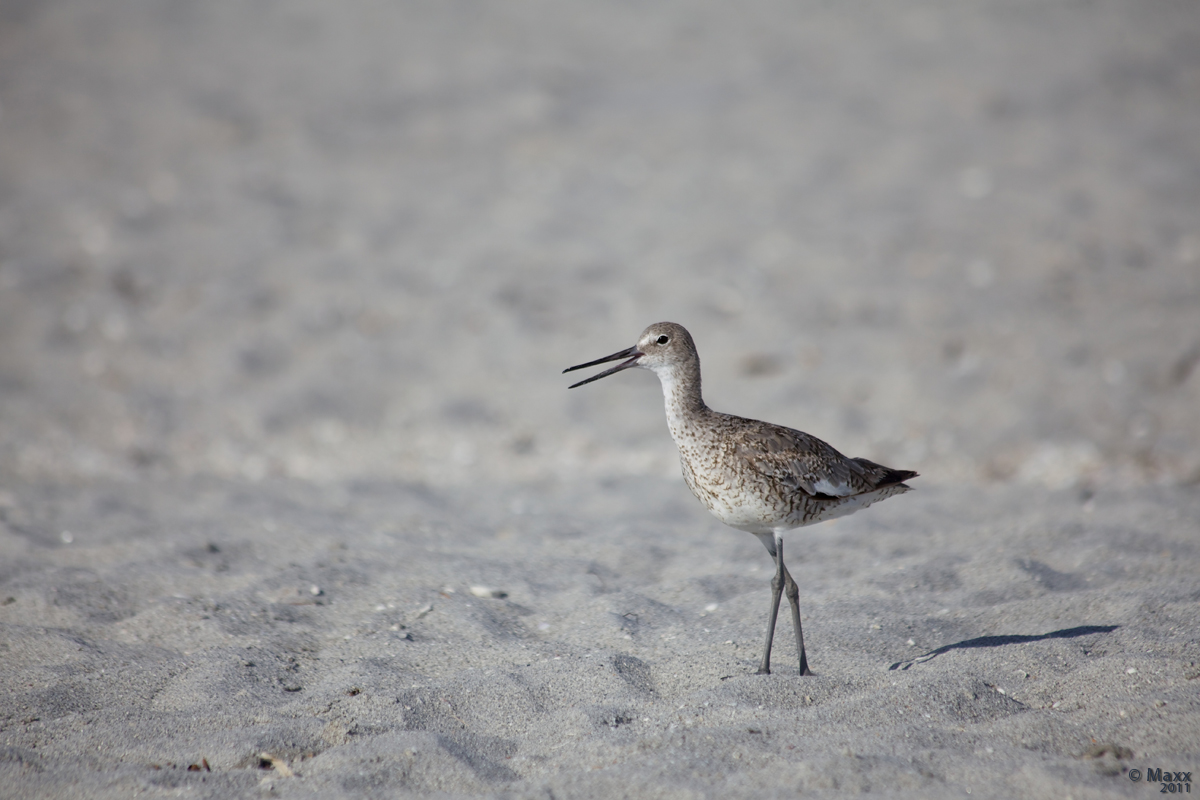 Shorebird