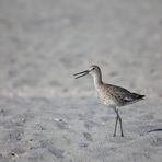 Shorebird