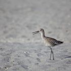 Shorebird