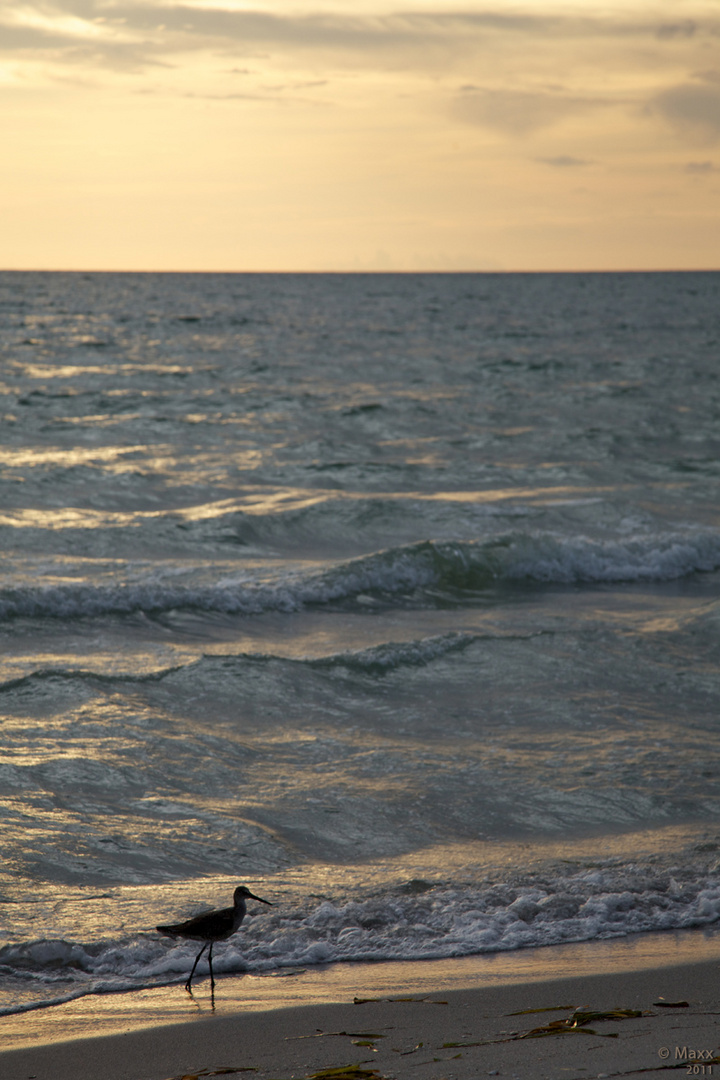 Shorebird at Sunset