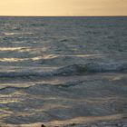 Shorebird at Sunset
