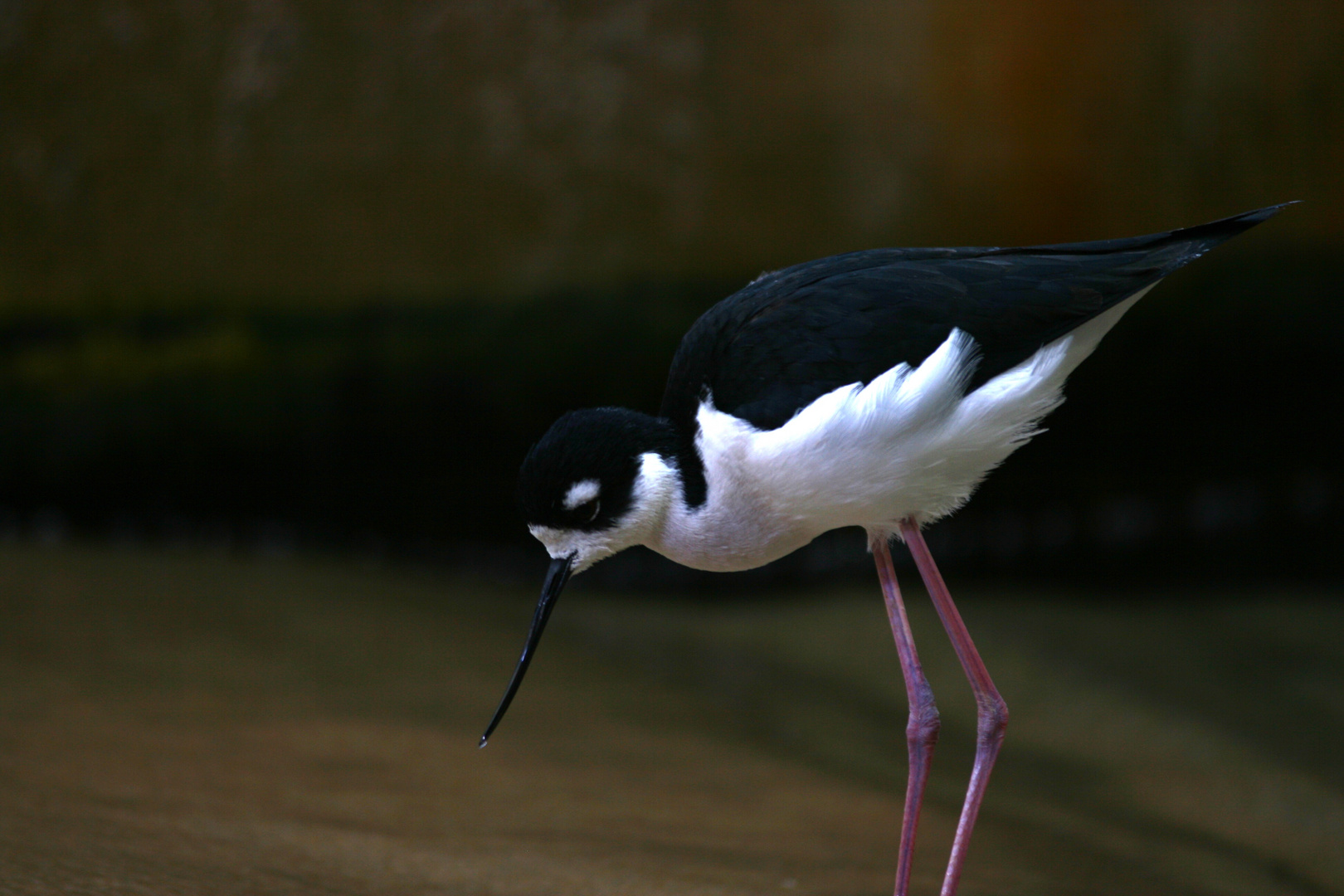 Shorebird in the Monterey Bay Aquarium