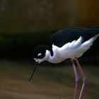 Shorebird in the Monterey Bay Aquarium