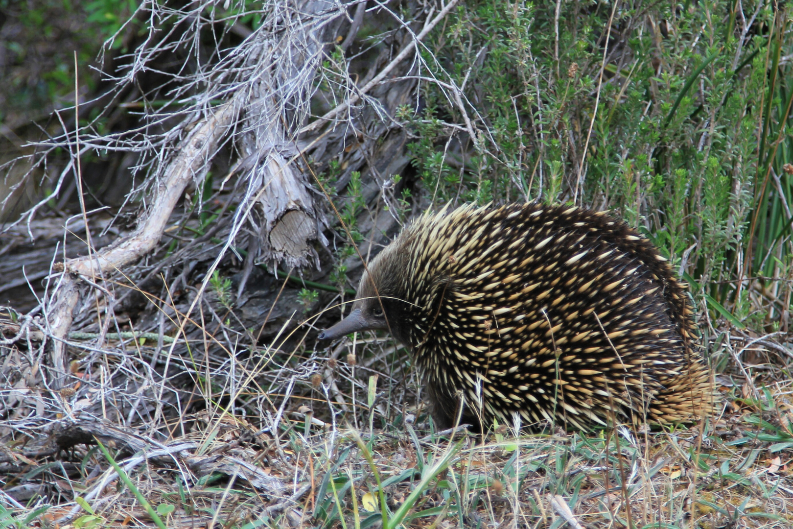 short-beaked echidna