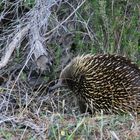 short-beaked echidna